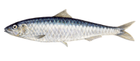 Sardinophile Logo
